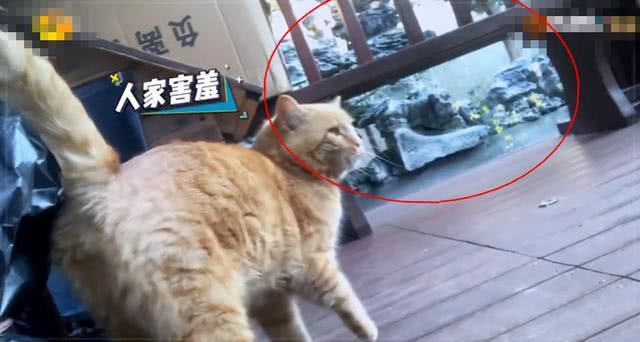 倪妮素颜照与化妆判若两人，住宅自带庭院很奢华，环境却挺乱
